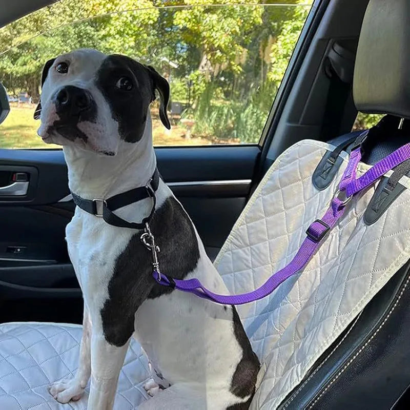 Dog seated in a car with purple headrest strap