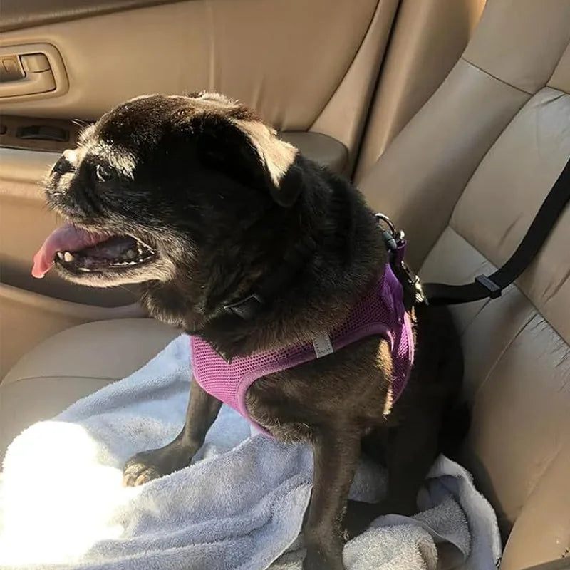 Dog sitting in a car with headrest strap